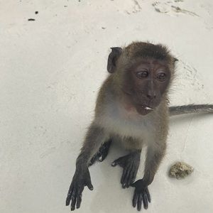 Meet your Posher, Dekkers